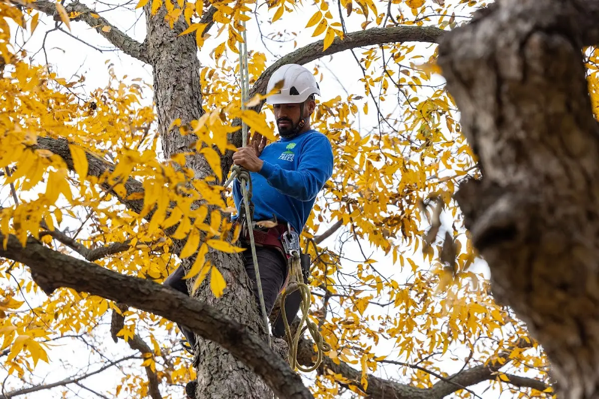 Skilled Storm Damage Cleanup crew working in Stafford